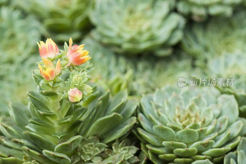 肉质植物(Echeveria Cv.)的特写